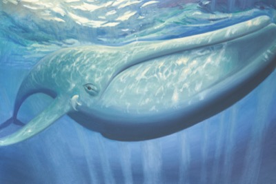 Blue Whale coloring page